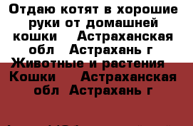 Отдаю котят в хорошие руки от домашней кошки. - Астраханская обл., Астрахань г. Животные и растения » Кошки   . Астраханская обл.,Астрахань г.